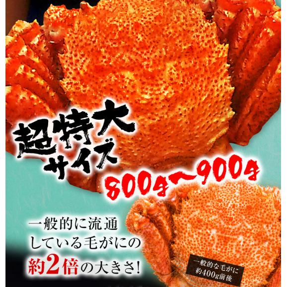 ボイル 毛ガニ 姿 特大 800g～900g かに カニ 蟹 毛がに 毛蟹 ボイル 訳あり お歳暮 BBQ02