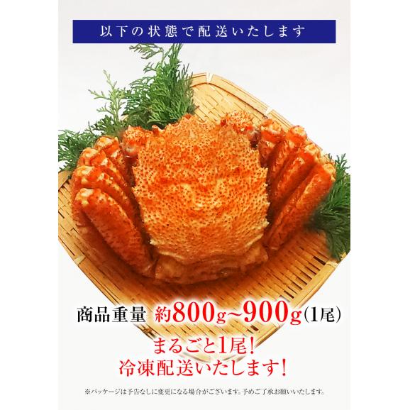 ボイル 毛ガニ 姿 特大 800g～900g かに カニ 蟹 毛がに 毛蟹 ボイル 訳あり お歳暮 BBQ03
