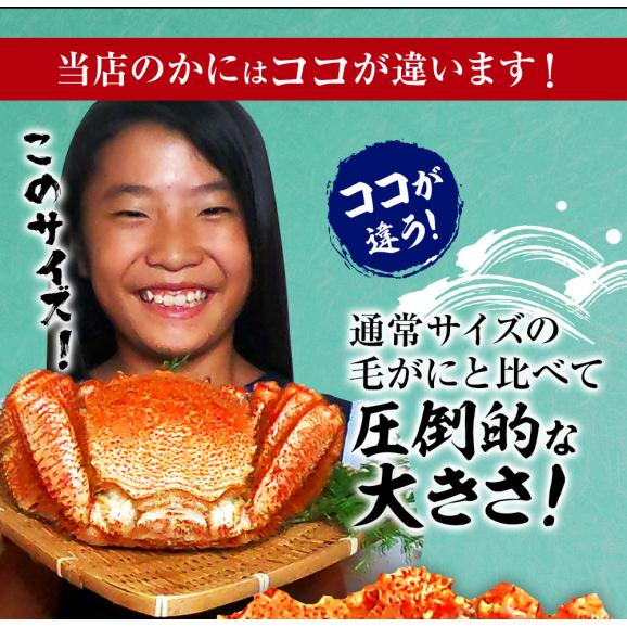 ボイル 毛ガニ 姿 特大 800g～900g かに カニ 蟹 毛がに 毛蟹 ボイル 訳あり お歳暮 BBQ06