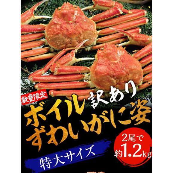 訳あり ボイル ズワイガニ 姿 特大 2尾 約1.2kg ずわいがに ギフトかに カニ 蟹 BBQ 敬老 敬老の日 ギフト進物02
