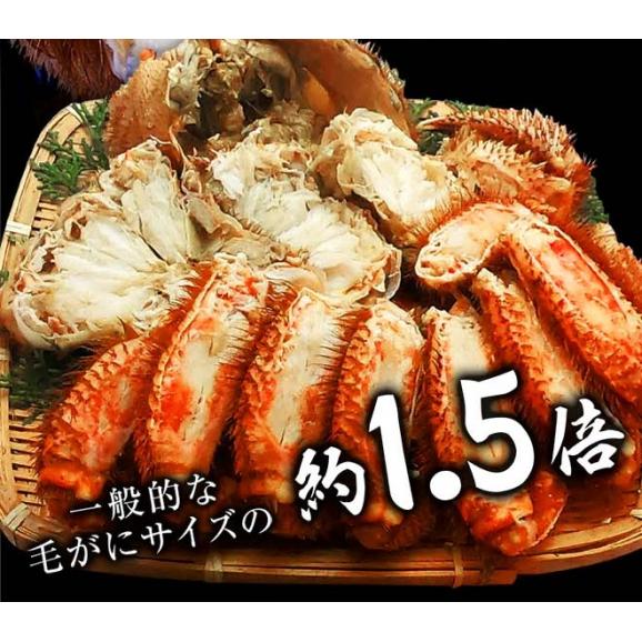ボイル 毛ガニ 姿 大 2尾 1kg～1.2g 毛蟹 訳あり 歳暮 中元 ギフト 進物 かに カニ 蟹 鍋 ポイント利用 お試し商品 サンプル02