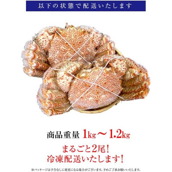 ボイル 毛ガニ 姿 大 2尾 1kg～1.2g 毛蟹 訳あり 歳暮 中元 ギフト 進物 かに カニ 蟹 鍋 ポイント利用 お試し商品 サンプル03