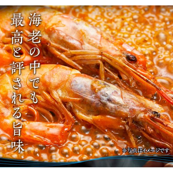 天使の海老 大サイズ1kg 海鮮 有頭 食べごろサイズ お取り寄せ お試し 世界最高品質 刺身 生食 高級 BBQ03
