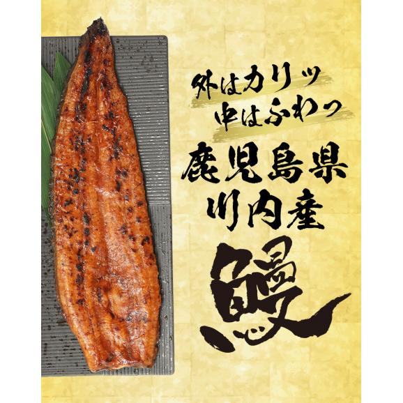 薩摩川内 国産炭火焼うなぎ長焼き 徳大サイズ 約160～170g×3尾 国産うなぎ 在宅 母の日 父の日 敬老 在宅応援 中元 お歳暮 ギフト02