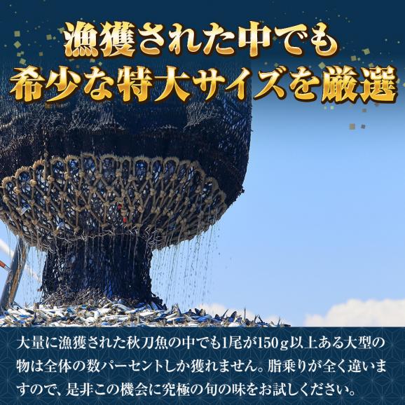 特大生さんま 2kg（12/13尾） 送料無料 生食可能 さんま サンマ 秋刀魚 北海道 → 三陸 BBQ 敬老 敬老の日 ギフト進物05