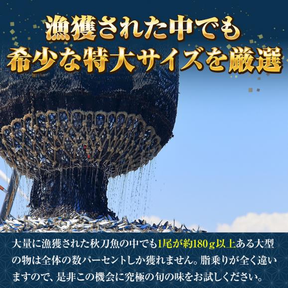 特大生さんま 2kg（11尾） 特選 送料無料 生食可能 さんま サンマ 秋刀魚 北海道 → 三陸 BBQ 敬老 敬老の日 ギフト進物05