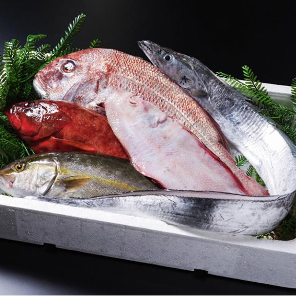 [高級魚]季節のおまかせ鮮魚セット(1〜2種)≪三枚おろし無し≫(カネナカ水産)