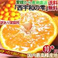 産地直送 西宇和の雫 温州みかん 約10kg ２S～２Lサイズ混合 愛媛県産 訳あり品 個人農家産 本場で育てた家庭用蜜柑！こだわりのマルチシート栽培