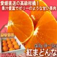 産地直送 紅まどんな 約3kg 10～15玉 愛媛県産 贈答品 JAえひめ中央 愛媛オリジナルの高級柑橘！プルプルの甘い果肉に爽やかな香り