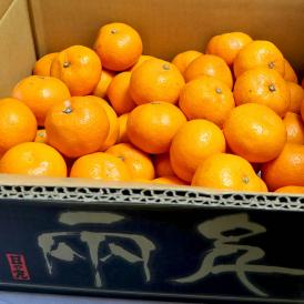 産地直送 日の丸千両みかん 約5kg L～2Lサイズ 愛媛県産 贈答規格 大玉限定 JAにしうわ 専用黒箱入りブランド蜜柑！高い評価を受ける県内屈指のギフトフルーツ