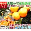 産地直送 西宇和の雫 温州みかん 約20kg 2S～２Lサイズ混合 愛媛県産 訳あり品 個人農家産 本場で育てた家庭用蜜柑！こだわりのマルチシート栽培