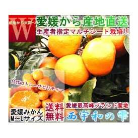 産地直送 西宇和の雫 温州みかん 約20kg 2S～２Lサイズ混合 愛媛県産 訳あり品 個人農家産 本場で育てた家庭用蜜柑！こだわりのマルチシート栽培