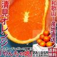 産地直送 やんちゃ娘 清見オレンジ 約10kg 38~60玉 和歌山県産 訳あり品 家庭用のお得なタンゴール!みかんの聖地、和歌山より直送