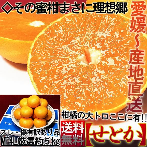 産地直送 せとか 約5kg M～4Lサイズ 訳あり 愛媛県産 JA共撰品中心 果汁溢れる濃厚な甘さの高級フルーツ！お得な家庭用みかん02