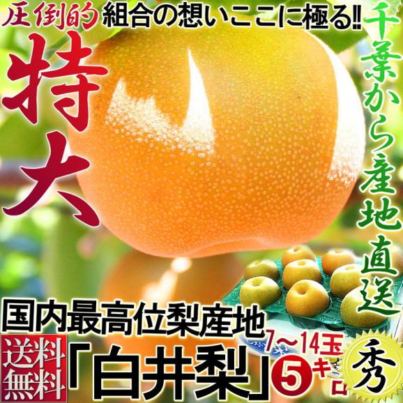 白井梨 幸水・豊水・秋月・新高 千葉県産 約5kg 7～14玉 秀品 大玉限定 贈答品 当店自慢の商品！ 鮮度抜群の梨を千葉からお届け！02