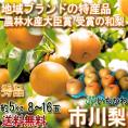 市川梨 幸水・豊水・あきづき・新高 千葉県産 JAいちかわ 約5kg 8～16玉 秀品 産地箱入り 贈答品 千葉が誇る地域ブランド！ 