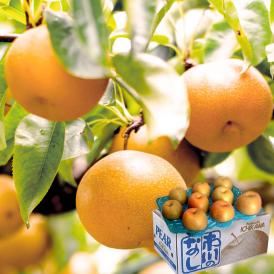 市川梨 幸水・豊水・あきづき・新高 千葉県産 JAいちかわ 約10kg 16～32玉 秀品 産地箱入り 贈答品 千葉が誇る地域ブランド！