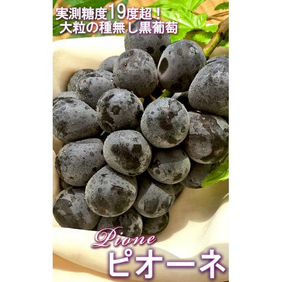 ピオーネ 山梨県・長野県・岡山県産 大粒限定 種無し葡萄 約1.5kg 2～3房入り 秀品 化粧箱入り 上品な香りと味わいの贈答用ぶどう！ ブドウ02
