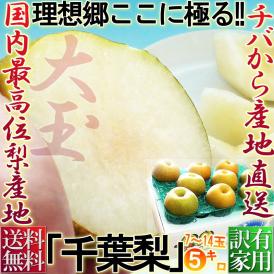 千葉梨 約5kg 7～14玉 大玉限定 訳あり品 幸水・豊水・あきづき・新高 なしの出荷量全国一位の千葉県産！白井・市川・船橋を始めとした厳選産地のナシ！