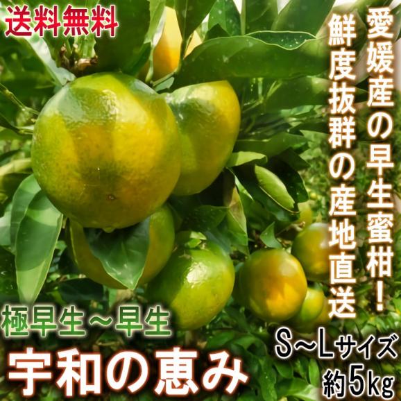 ◆サイズ混合特価！ 産地直送 宇和の恵み 温州蜜柑 約5kg S～Lサイズ 愛媛県産 早生～極早生種 採れたてみかんを愛媛の農園から直送でお届け！02