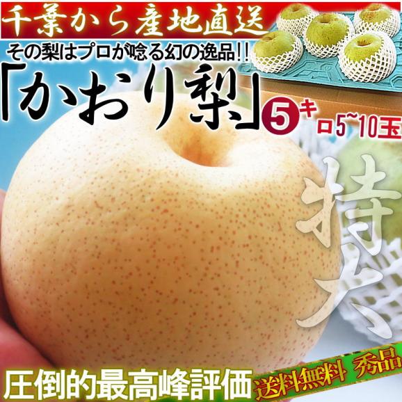 かおり梨 約5kg 5～10玉 大玉サイズ 秀品～優品 千葉県産 贈答 可能 生産量の少ない幻の梨！爽 やかな甘い香りと優秀な味わい02