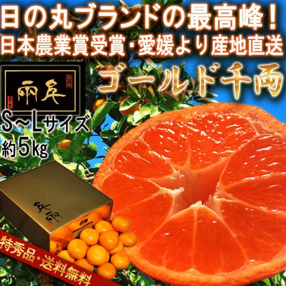 産地直送 ゴールド千両 日の丸みかん 約5kg S～Lサイズ 贈答最適 愛媛県産 JAにしうわ共撰 最高峰の品質と味わい！専用金箱詰めのブランド蜜柑02