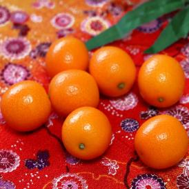 春姫 はるひめ 完熟きんかん 約2kg L～3Lサイズ 鹿児島県産 秀品規格 JA南さつま 贈答品 温室栽培で育てた高糖度の金柑！