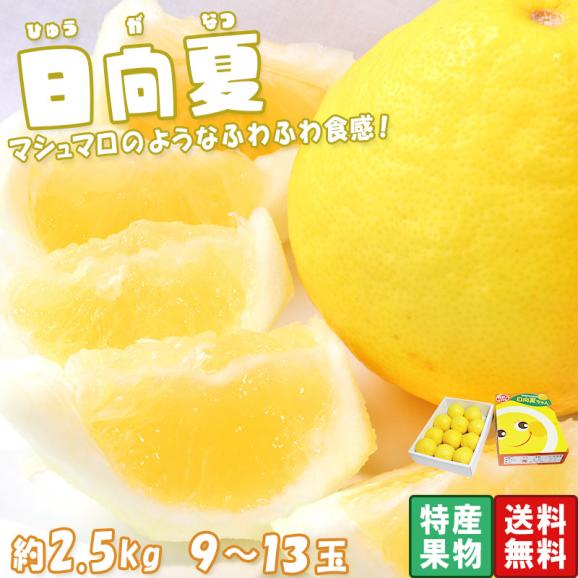 日向夏 ひゅうがなつ 約2.5kg 9~13玉 宮崎県産 贈答規格 化粧箱入り JA宮崎経済連 上品な甘さが魅力の特産品!爽やかな風味のギフトフルーツ02