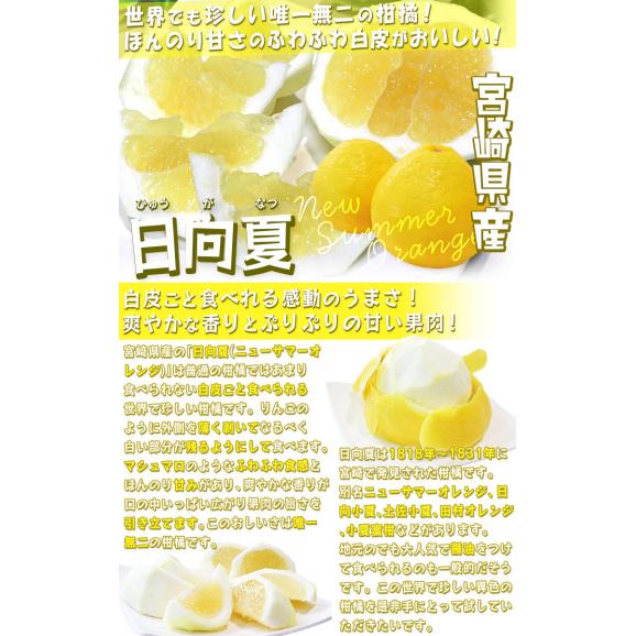 日向夏 ひゅうがなつ 約2.5kg 9~13玉 宮崎県産 贈答規格 化粧箱入り JA宮崎経済連 上品な甘さが魅力の特産品!爽やかな風味のギフトフルーツ03