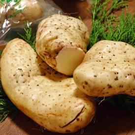 【圧巻の粘りとコク】千葉県直送 大和芋 送料無料　4kg　山芋類