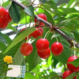 2026 父の日ギフト 産地直送 佐藤錦 さくらんぼ Lサイズ 24粒 山形県産 秀品 温室栽培 贈答品 化粧箱入り カーネーション・メッセージカード同梱