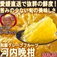 産地直送 河内晩柑 約7.5kg M~3Lサイズ 愛媛県産 贈答規格 苦みの少ない和製グレープフルーツ みかんの本場で育てた抜群の味と鮮度