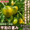 ◆サイズ混合特価! 産地直送 宇和の恵み 温州蜜柑 約20kg S~Lサイズ 愛媛県産 早生~極早生種 採れたてみかんを愛媛の農園から直送でお届け!