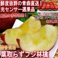 産地直送 葉とらずフジ林檎 赤りんご 約5kg 14～20玉 青森県産 赤特規格 贈答品 光センサー選果済み 青森直送で鮮度抜群！太陽の光を一杯に浴びた葉取らず栽培