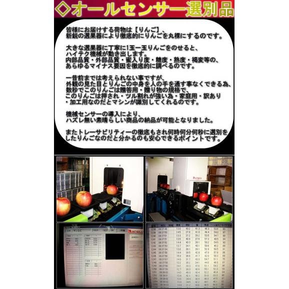 産地直送 葉とらずフジ林檎 赤りんご 約5kg 14～20玉 青森県産 赤特規格 贈答品 光センサー選果済み 青森直送で鮮度抜群！太陽の光を一杯に浴びた葉取らず栽培05