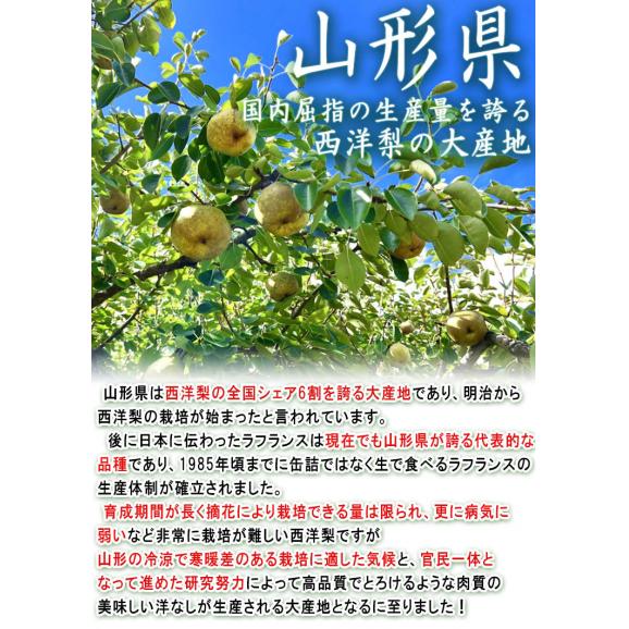 ラ・フランス 洋梨 約5kg 10～20玉 秀品 山形県産 贈答品 JA共撰 濃厚な甘みにとろける口どけ！ギフトにも使える味わい抜群のフルーツ ラフランス04
