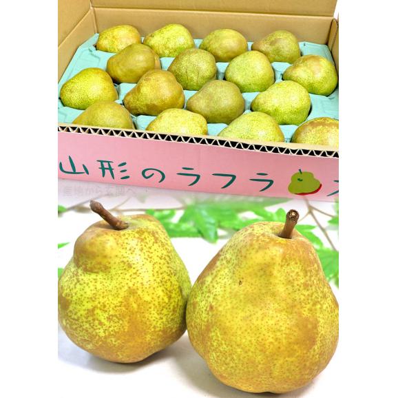 ラ・フランス 洋梨 約5kg 10～20玉 秀品 山形県産 贈答品 JA共撰 濃厚な甘みにとろける口どけ！ギフトにも使える味わい抜群のフルーツ ラフランス06