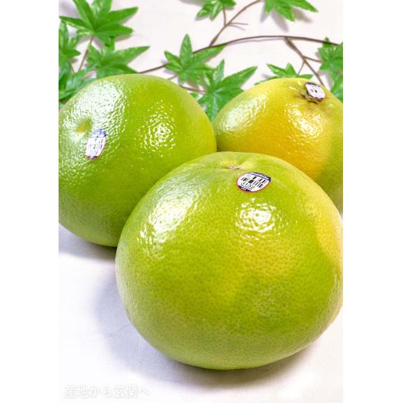 メロゴールド 約4.5kg 4～8玉 大玉限定 カリフォルニア産 贈答可能 苦みと酸味の少ない抜群の味わい！グレープフルーツ×ポメロ交配03