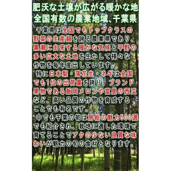 産地直送 孟宗筍 もうそうだけ 生たけのこ 約3kg 2～7本 千葉県産 栽培期間農薬不使用の竹の子！朝一番で収穫した新鮮な筍を米ぬか同梱で直送03