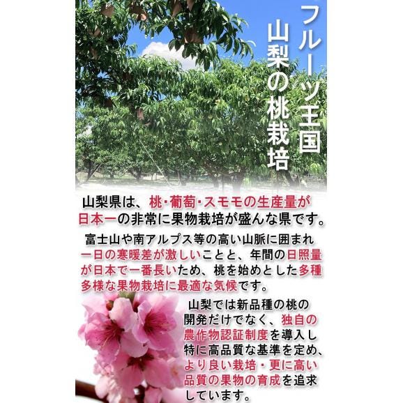 産地直送 プレミアムピーチ 桃 山梨県産 笛吹市一宮町 農園限定 最高峰特選規格 秀品 約2kg 6～9玉 贈答品 有機栽培 農林水産大臣賞受賞農園の最高品質！03