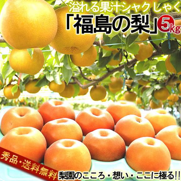 ふくしま梨 幸水・豊水・秋月・新高 約5kg 福島県産 贈答規格 日本ナシの大産地で育てた高品質なギフトフルーツ！02