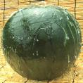 ブラックジャック 種無し西瓜 1玉 約7～10kg 秀品～優品 千葉県産 贈答可能 大玉限定 地域ブランドの富里産中心！