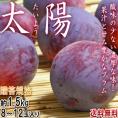 太陽 プラム 約1.5kg 8～12玉 山梨県産 贈答規格 ギフトに人気のすももをお届け！酸味の少ない濃厚な味と甘さ