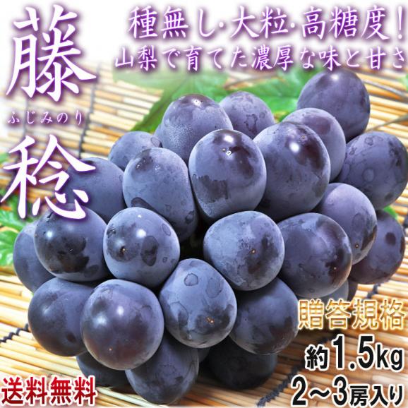藤稔 ふじみのり 約1.5kg 2～3房 山梨県産 贈答規格 JA共撰品 非常に大きな粒に濃厚な甘さ！ギフト最適な種無し葡萄02
