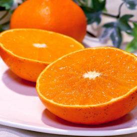 産地直送 天草オレンジ あまくさ 約5kg 愛媛県産 訳あり品 果汁豊富でとろける食感！抜群の鮮度と濃厚な甘さ