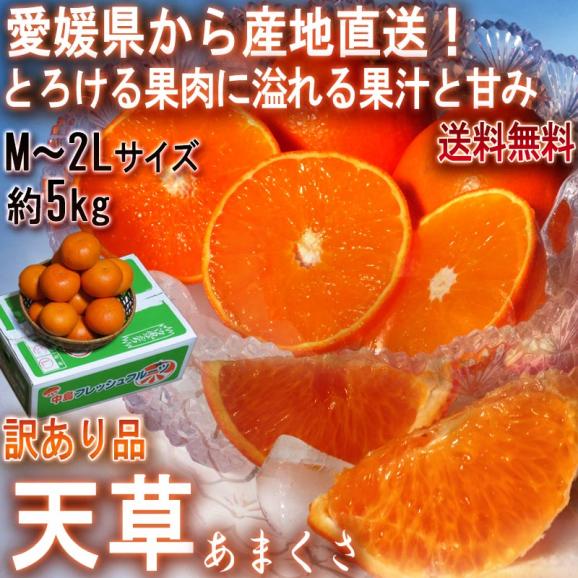 産地直送 天草オレンジ あまくさ 約5kg 愛媛県産 訳あり品 果汁豊富でとろける食感!抜群の鮮度と濃厚な甘さ02