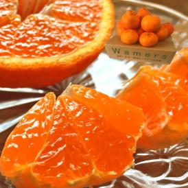 不知火 しらぬい 約2.5kg 7玉～12玉 熊本県産 露地栽培 光センサー認証 本場で育てた濃厚な甘酸っぱさ！デコポンと同品種のタンゴール