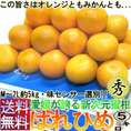 愛媛県産 みかん はれひめ 秀品規格 L～2L 5kg ミカン 蜜柑 晴れ姫 オレンジと蜜柑のいいとこどり