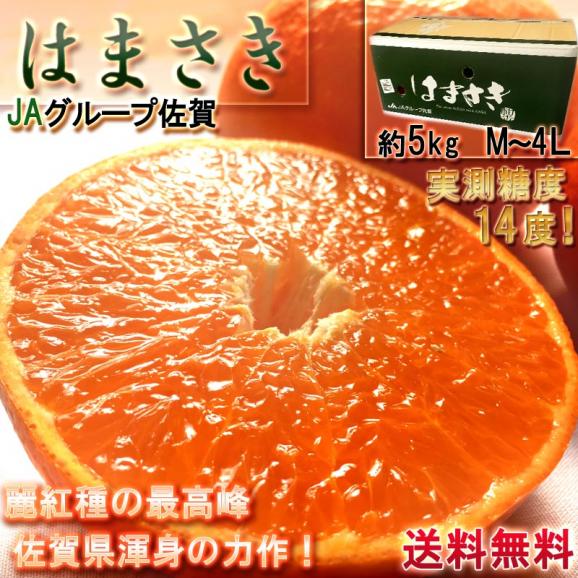 はまさき 麗紅 佐賀県産 約5kg M～4Lサイズ 秀品 産地箱入り JAからつ 柑橘類 佐賀県渾身のタンゴール 実測糖度14度！02