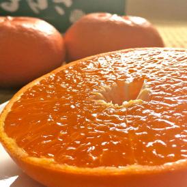 はまさき 麗紅 佐賀県産 約2.5kg M～4Lサイズ 秀品 簡易包装 JAからつ 柑橘類 佐賀県渾身のタンゴール 実測糖度14度！